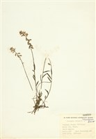 藏品(遠志屬)的圖片